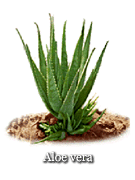 Vce informac o Aloe Vera