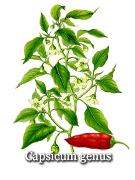 Kajensk pep 

a chilli