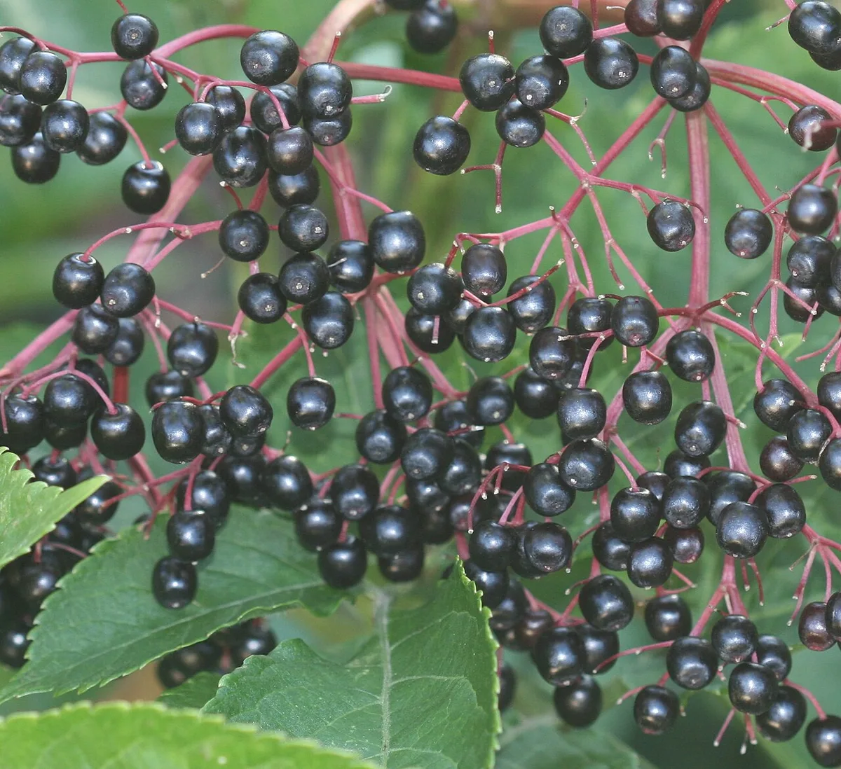 Zral� �ern� bobule bezu �ern�ho (Sambucus nigra) v hroznovit�m kv�tenstv�