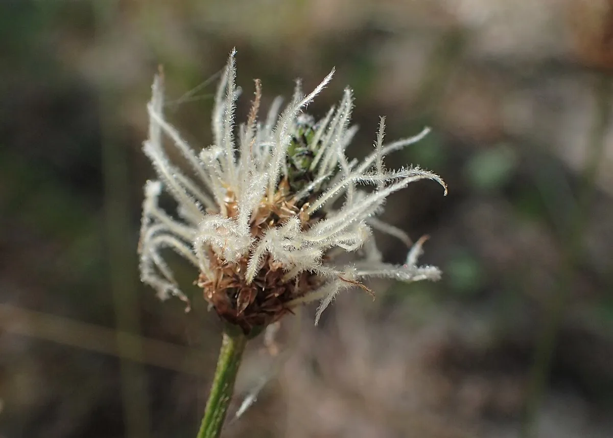 Kv�tn� klas jitrocele kopinat�ho (Plantago lanceolata) na louce