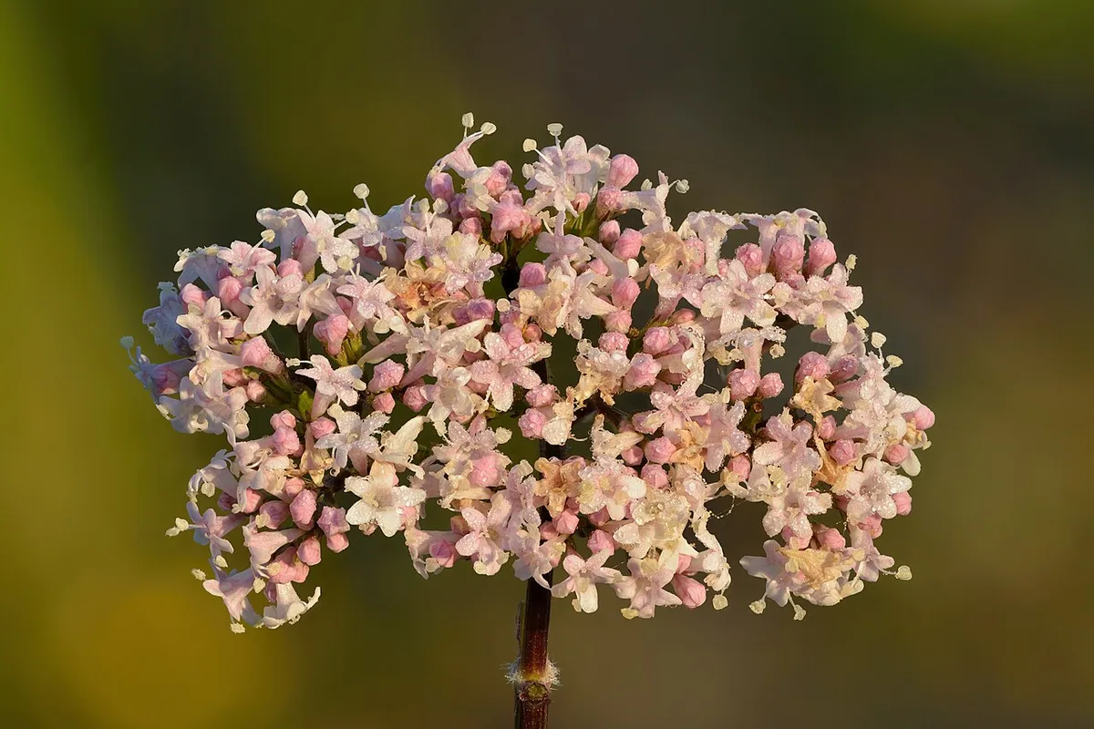 Květenství kozlíku lékařského (Valeriana officinalis) s růžovobílými květy